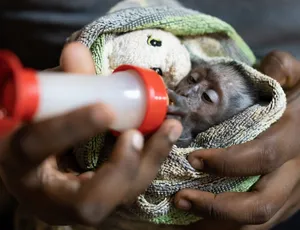 Wildlife Rescue Malawi