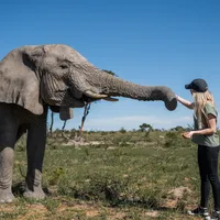 4. Jobb med elefanter i Afrika