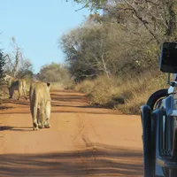 Lion walking