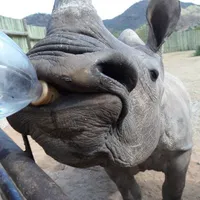 6. Feeding rhinos