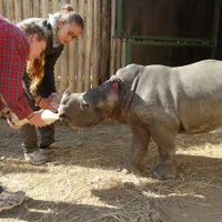 5. Feeding rhinos