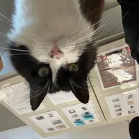 5. Cat