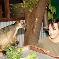 6. Tree kangaroo