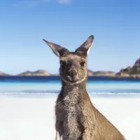 1. Jobb og reis i Australia