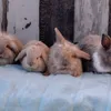 Wildlife Canada