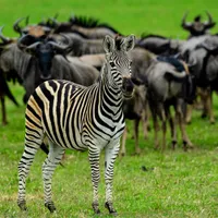 6. Frivillig arbeid Afrika zebra