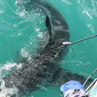 3. Tagging Great White