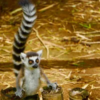 7. Lemur