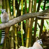 1. Lemur