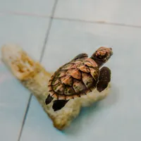 Bali- Turtle, Nusa Penida
