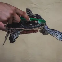 Bali- Turtle, Nusa Penida