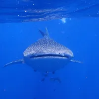 5. Whale shark