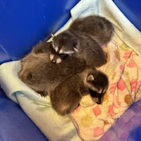 3. Wildlife Volunteer Canada