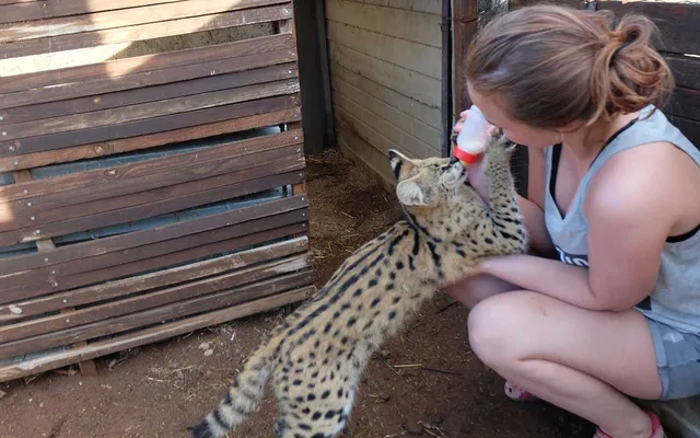 Wild Cat Sanctuary