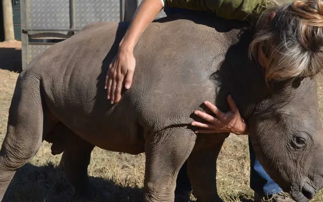 Living with Orphaned Rhinos