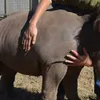 Living with Orphaned Rhinos