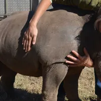 1. Volunteer with rhino