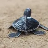 Sea Turtle Conservation