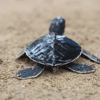 1. Sea turtle baby