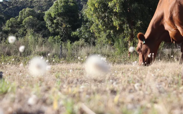 Farm Homestay Australia