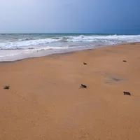 3. Baby sea turtles heading to the ocean