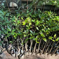 6. Mangrove replanting