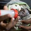 Wildlife Rescue Malawi