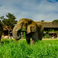 4. Elefanter i Zimbabwe