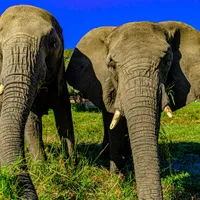 2. Frivillig arbeid med elefanter