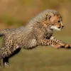 Living with Cheetahs
