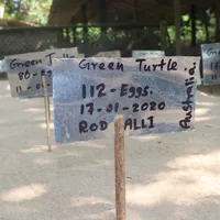 5. Sea turtle eggs that are buried