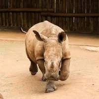 6. Rhino running