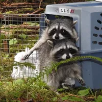 6. Raccoon family.