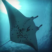 3. Manta ray