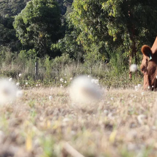 Farm Homestay Australien